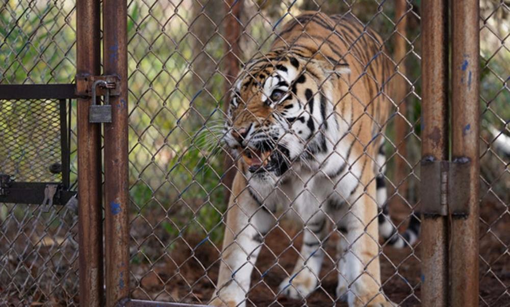 نمایی از فیلم سینمایی «ببر برخاسته»(The Tiger Rising)